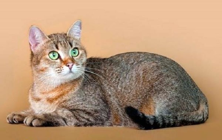 Сибирская кошка короткошерстная
