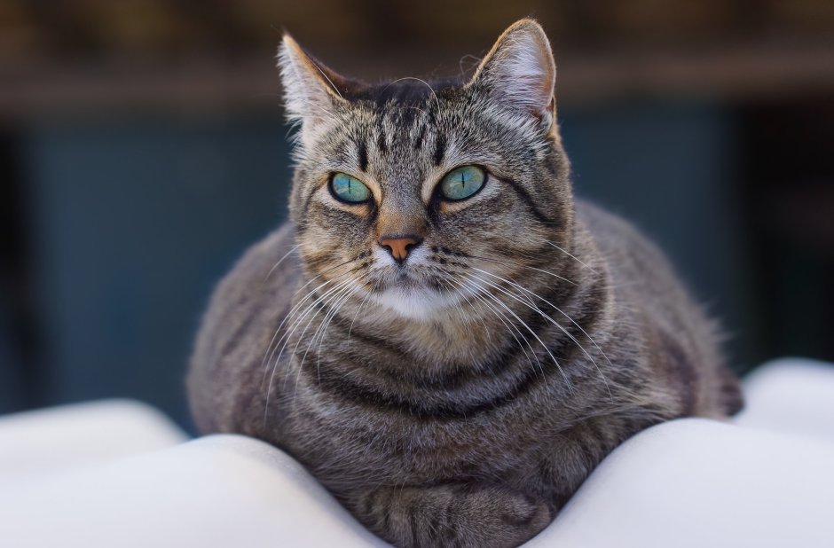 Европейская кошка короткошерстная мраморная