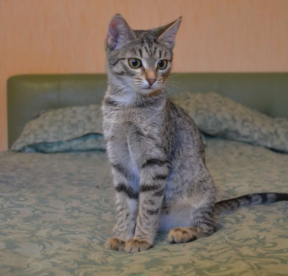 Европейская короткошерстная кошка