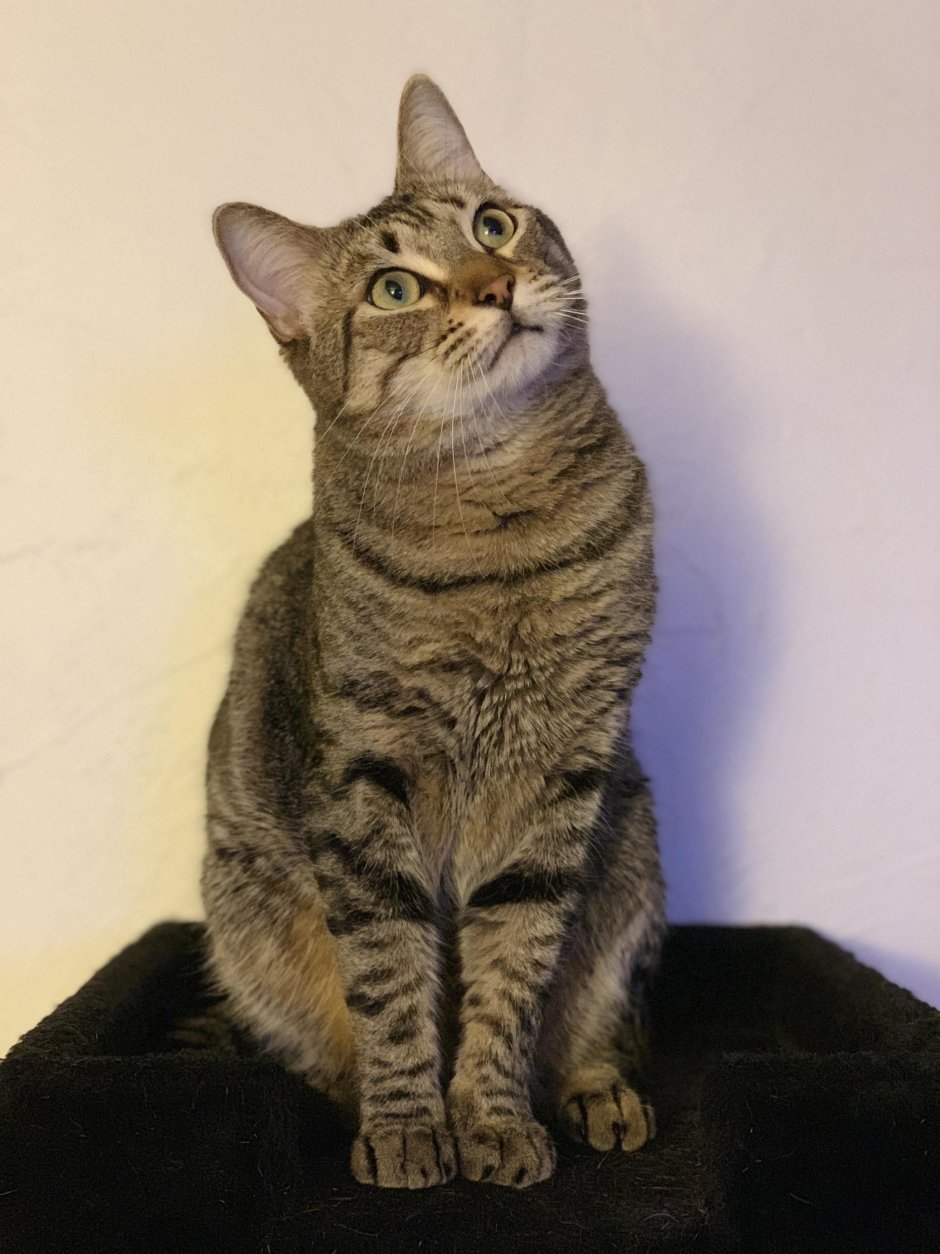 Кошка Гингер