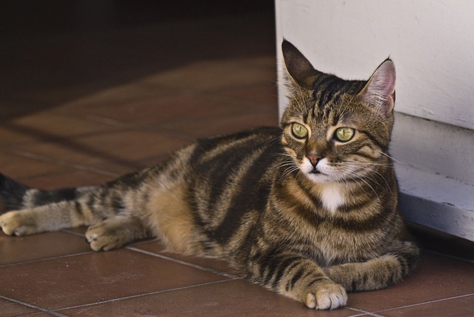 Европейская короткошерстная кошка