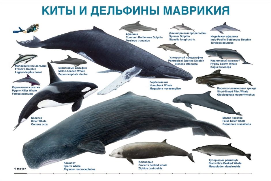 Кит фото для детей