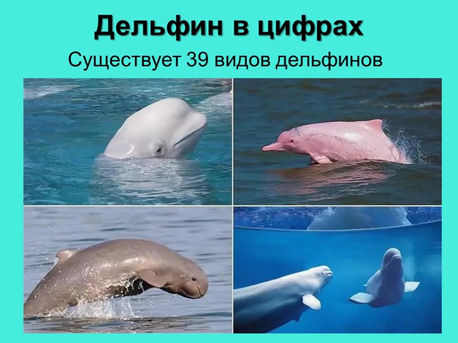 Китообразные представители