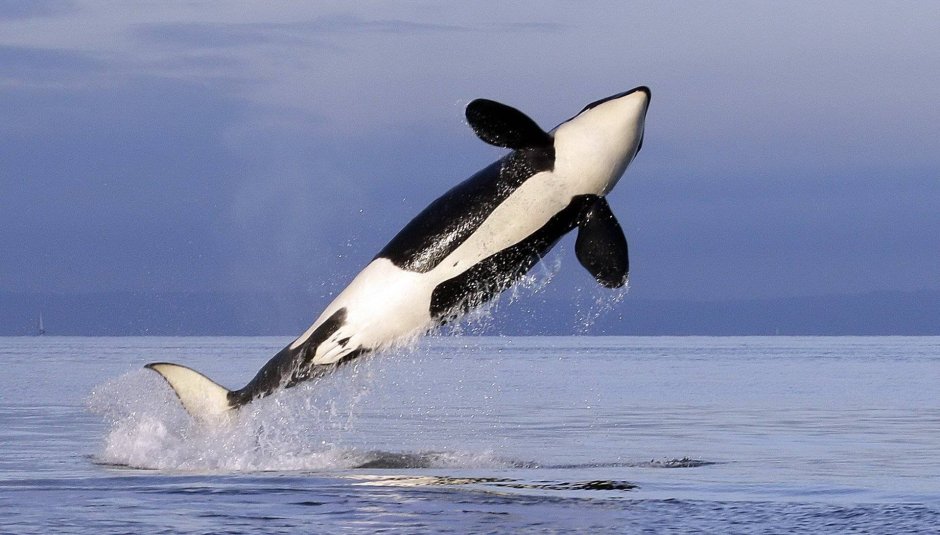 Megaptera novaeangliae Humpback Whale Горбач