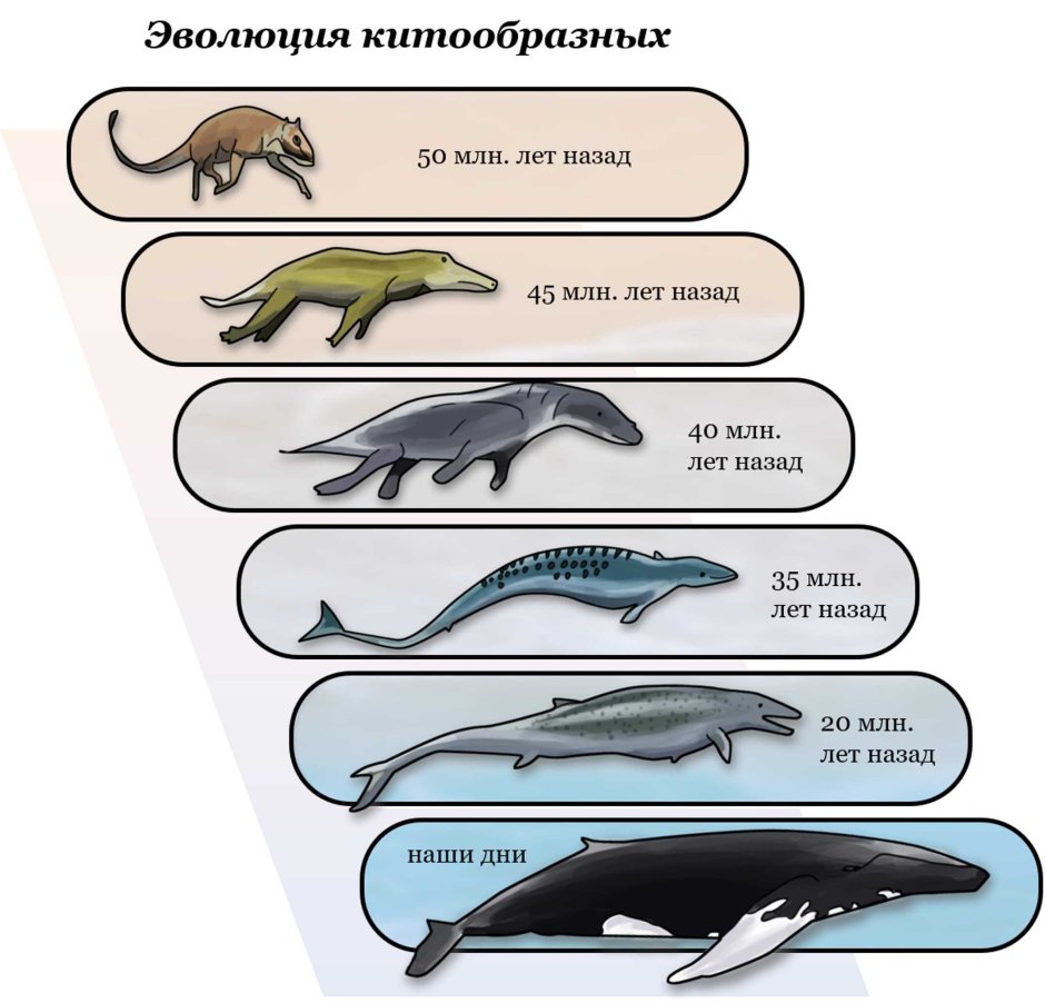 Кашалот кит убийца