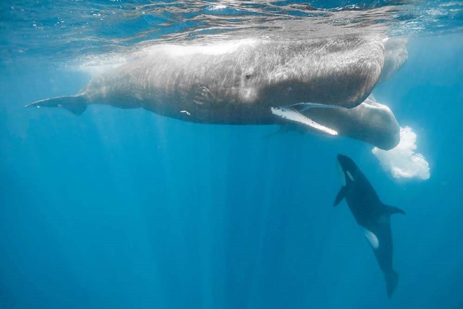 Physeter macrocephalus (Кашалот)