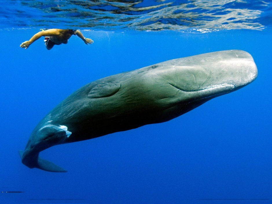 Сейвал (ивасёвый кит) (Balaenoptera Borealis)