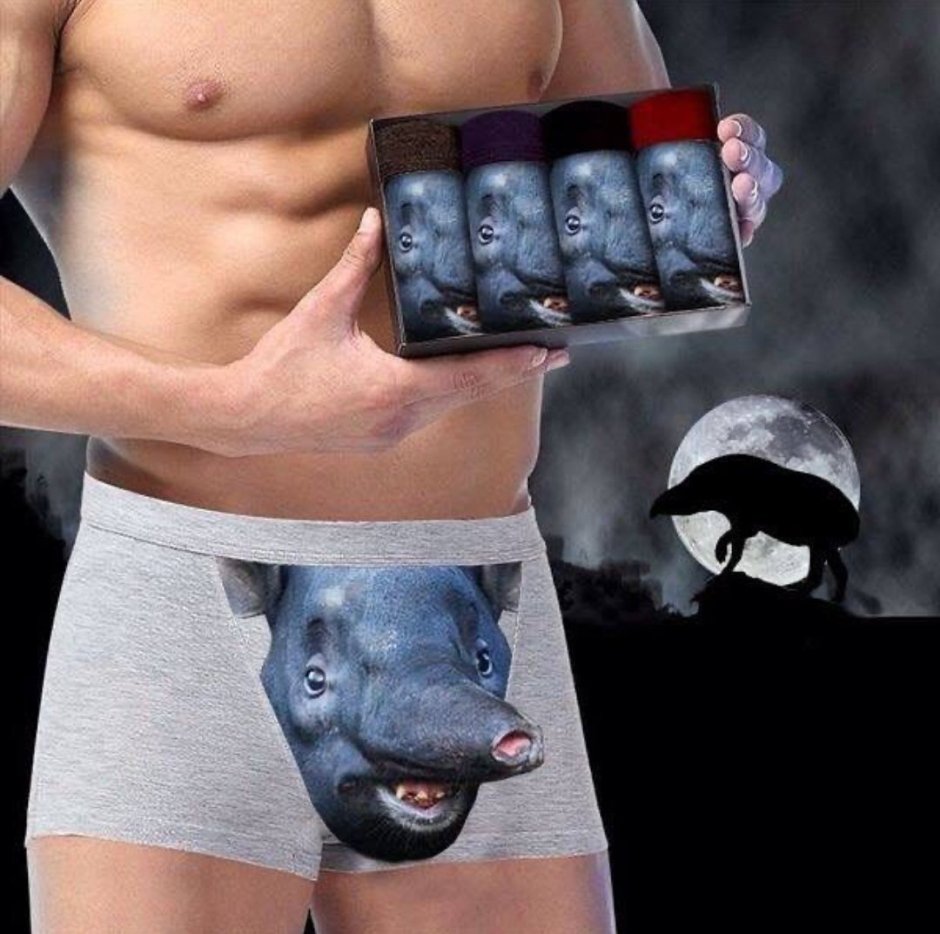 Кот боксер