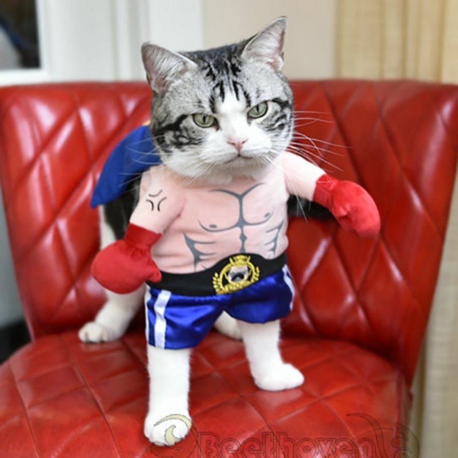 Кошка боксер