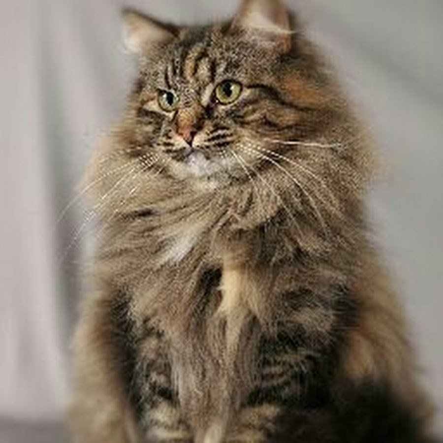 Сибирская кошка табби тигровый