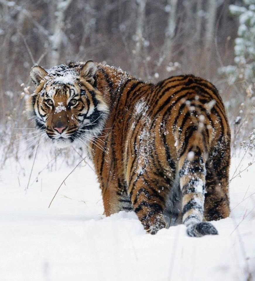 Китайский тигр арт