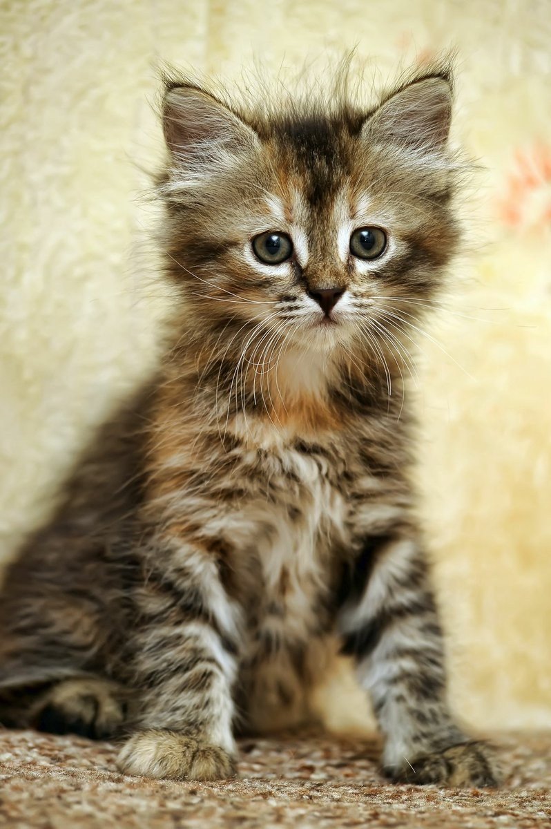 Сибирский кот полосатый