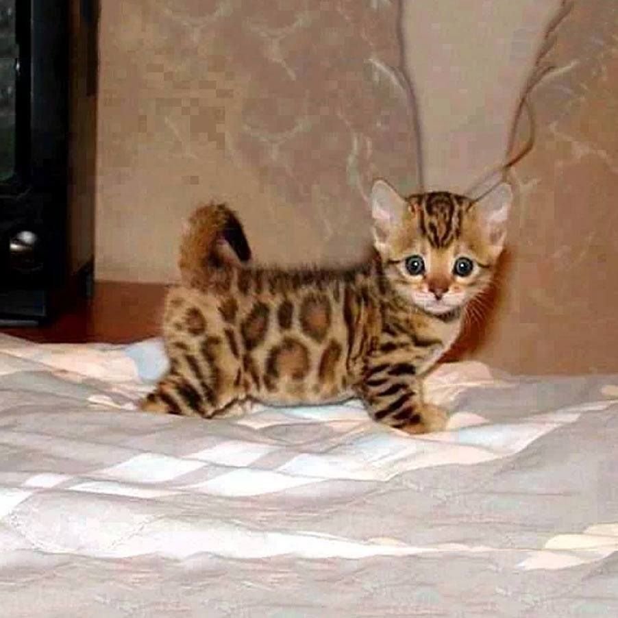 Бенгал тигровый