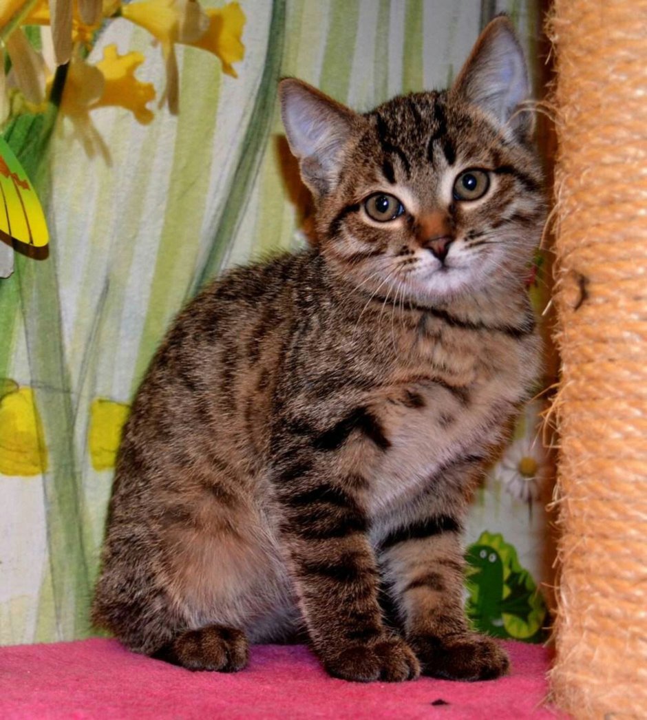 Сибирский кот гладкошерстный тигровый