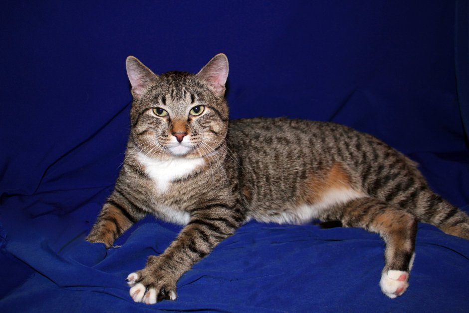 Черный мраморный табби Сибирская кошка