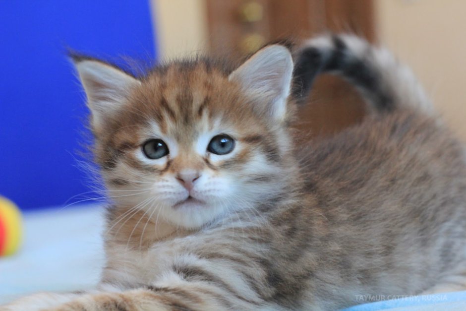 Тойгер и бенгал