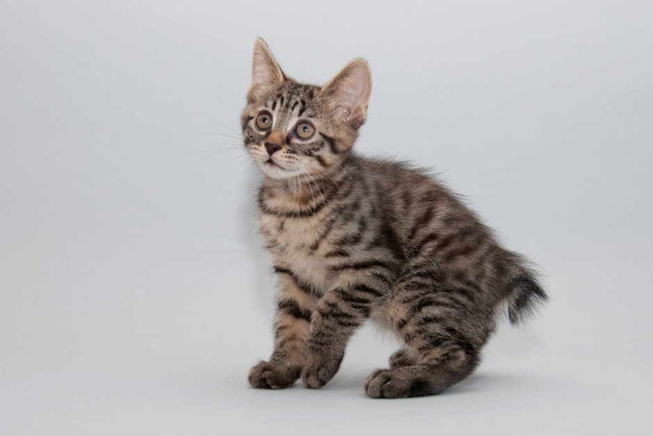 Котята из питомника