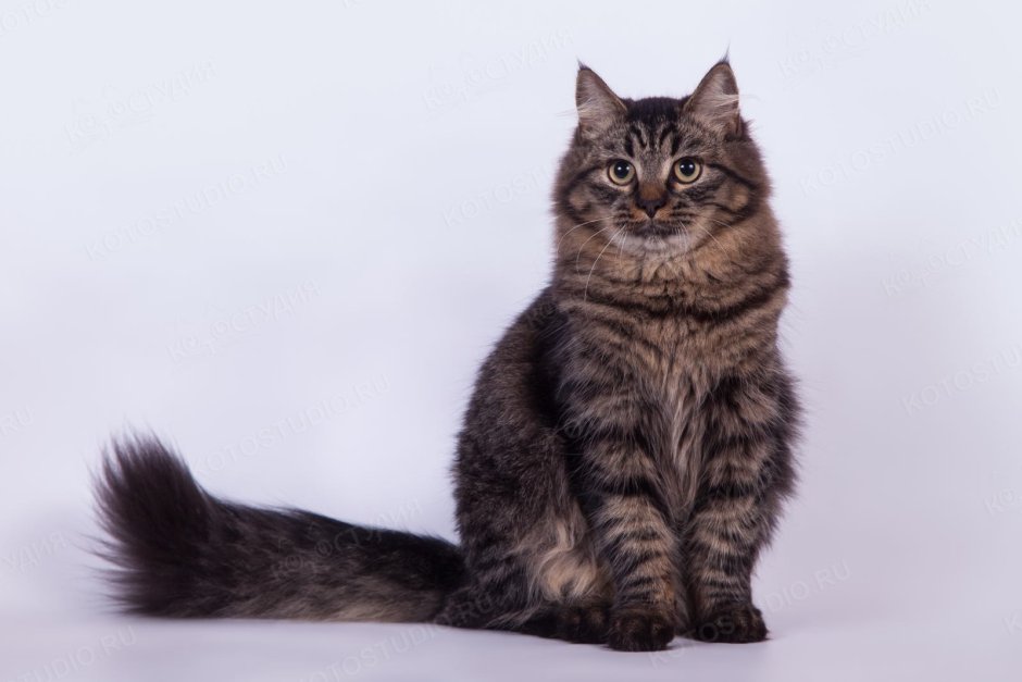 Беспородные кошки табби