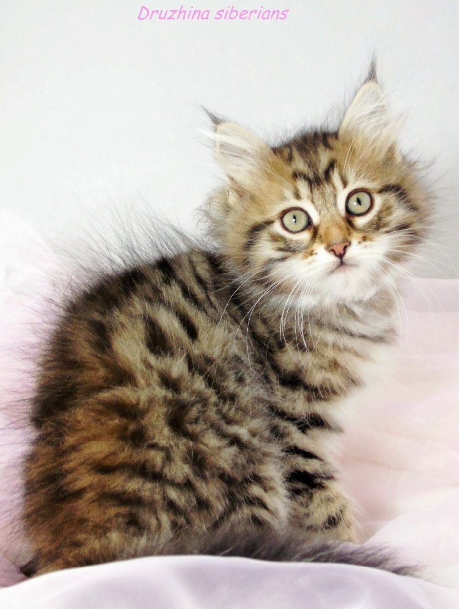 Порода тойгер порода кошек