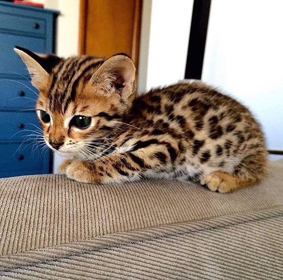 Сибирский кот агути черный