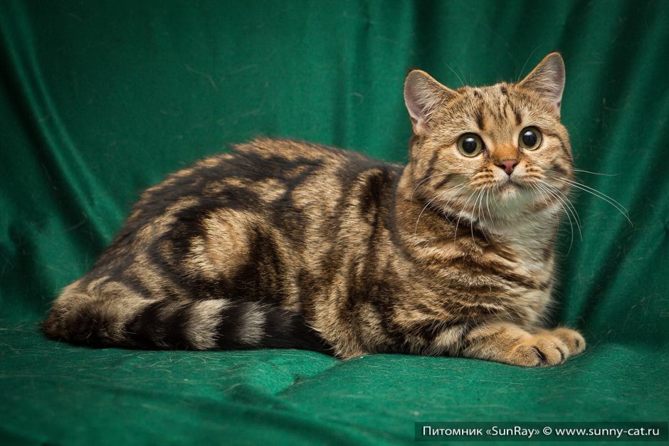 Черноногая кошка муравьиный тигр