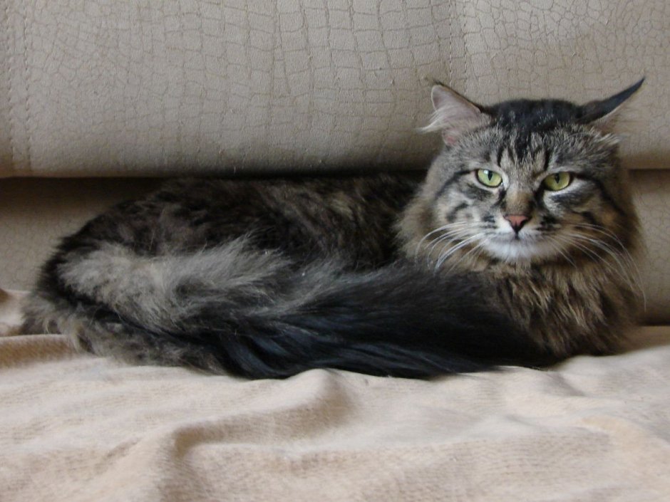 Бенгальский кот