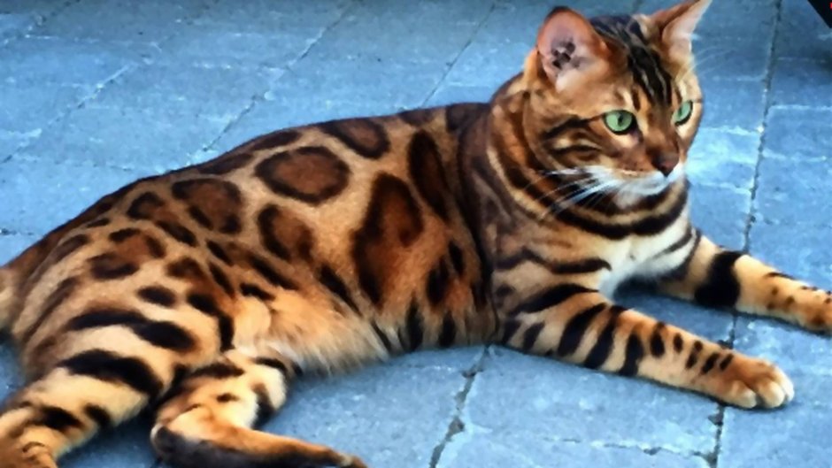 Сибирская кошка табби тигровый