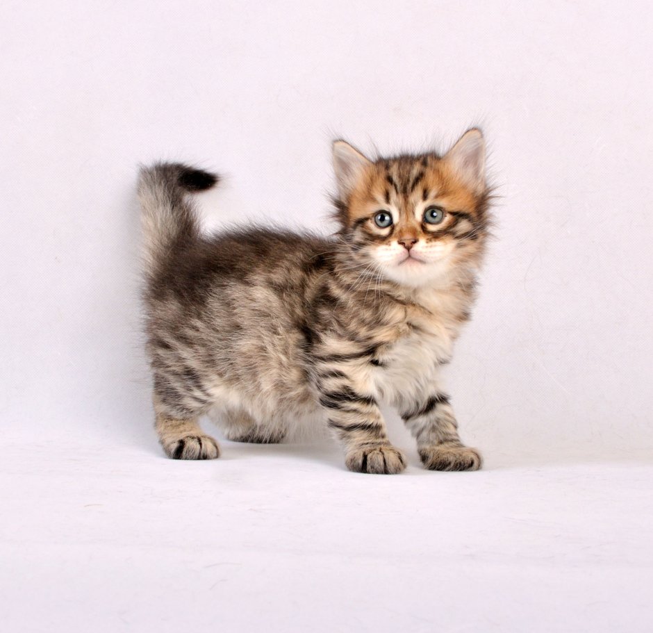 Кошка леопард порода