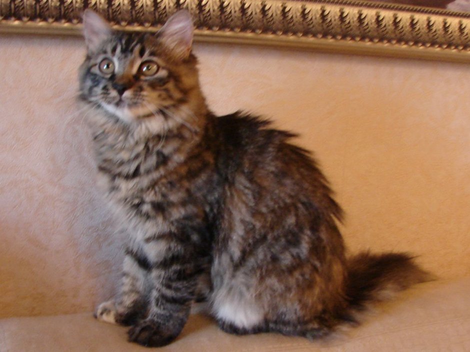 Табби макрель