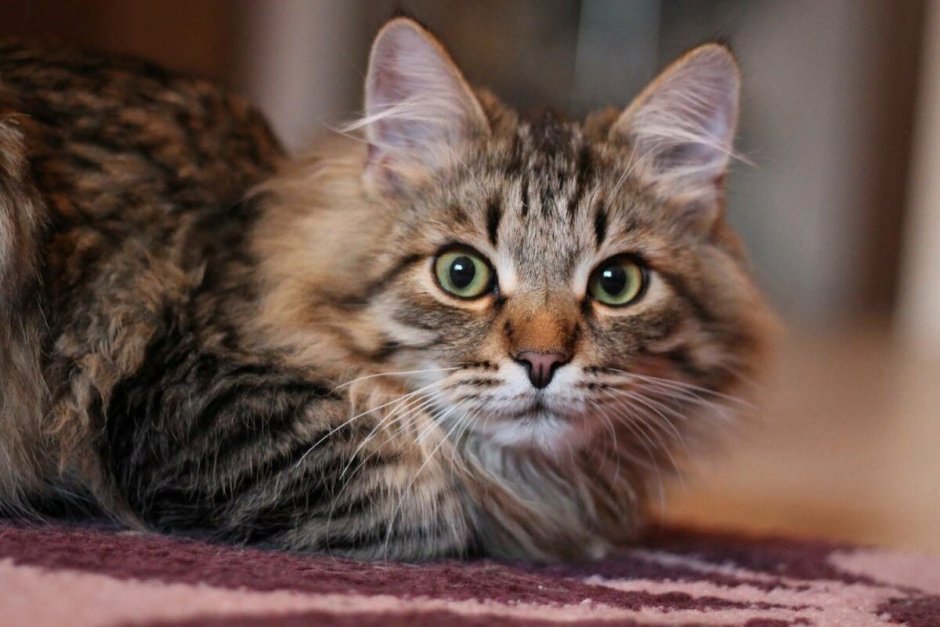 Тойгер котенок полосатый