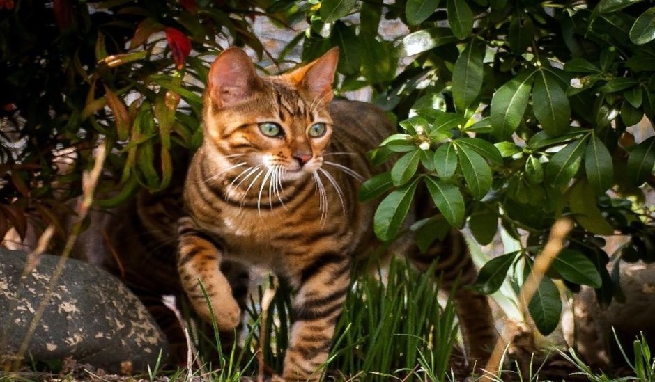 Котенок в отражении тигр