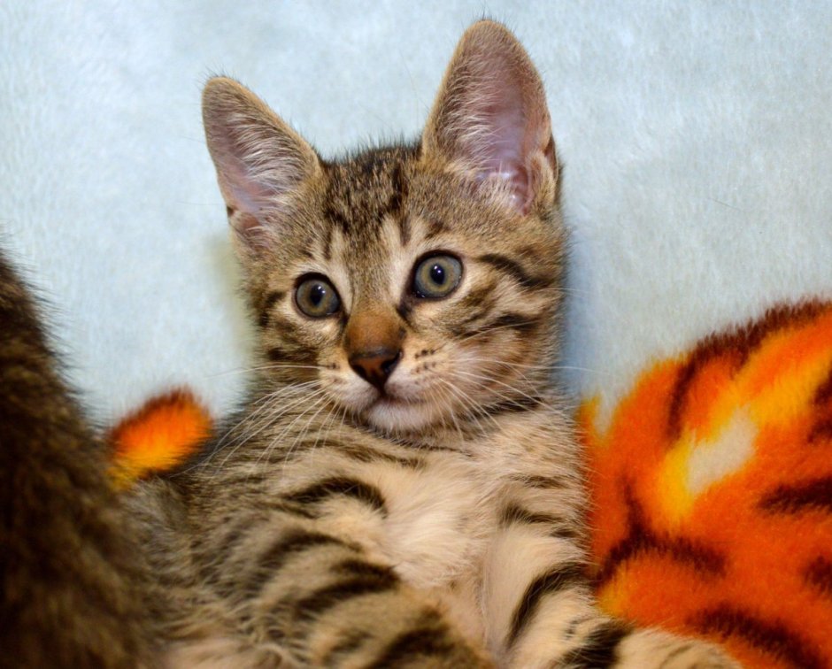Трёхцветная кошка тигровая