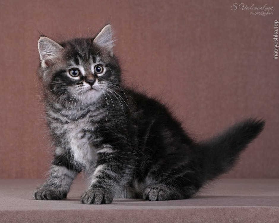 Европейская короткошерстная табби тигровый