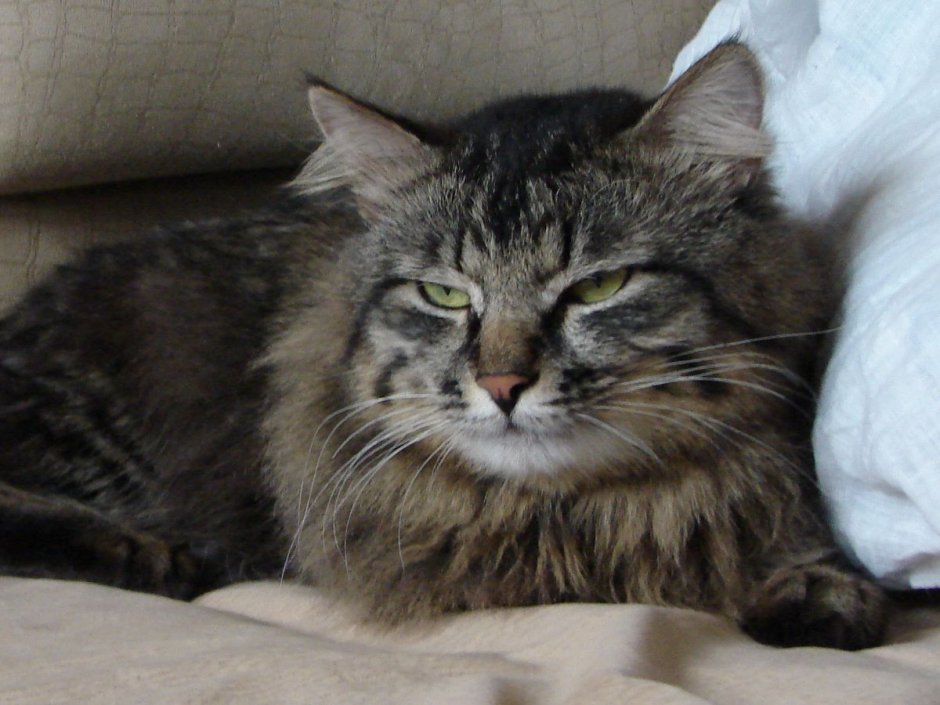 Европейская короткошерстная кошка