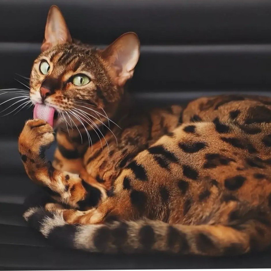 Европейская короткошерстная табби тигровый