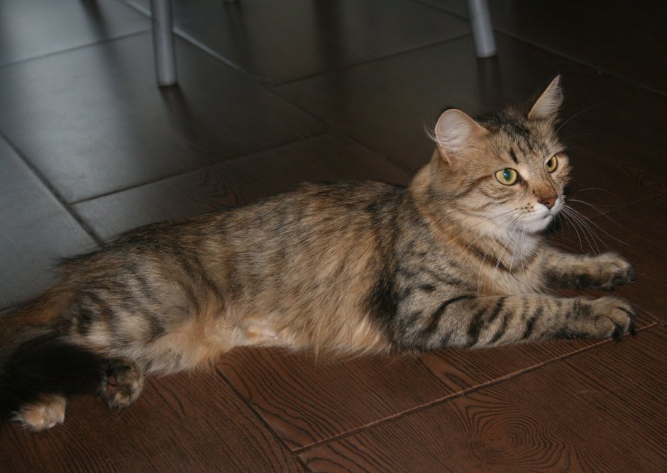 Сибирская кошка окрас табби