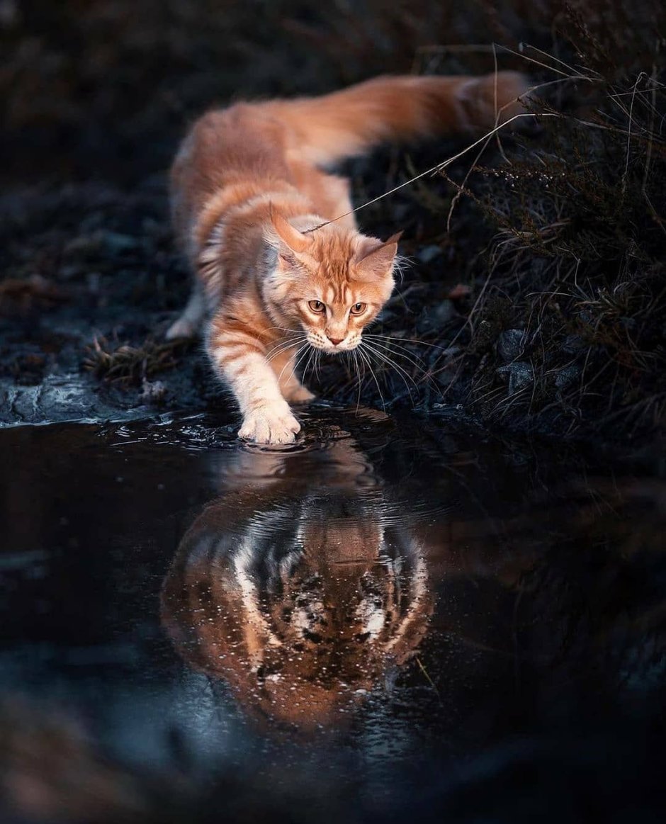 Бенгальская кошка лицо