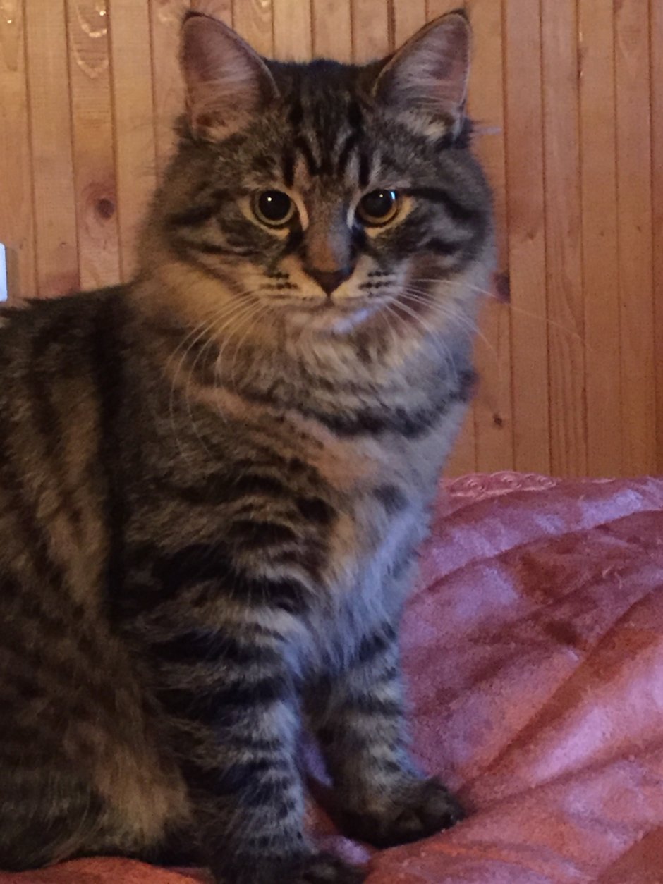 Британец табби тигровый