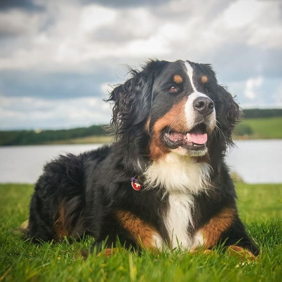 Тибетский Сенбернар