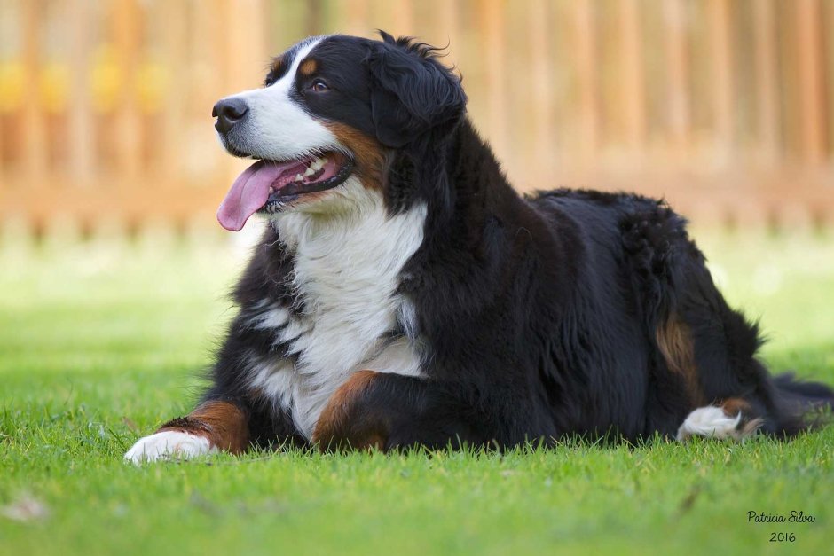 Пиренейский зенненхунд