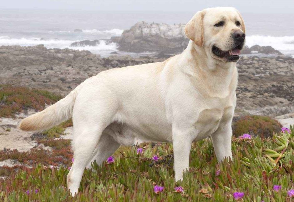Лабрадор ретривер