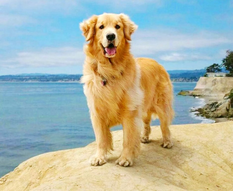 Шотландская овчарка (колли)