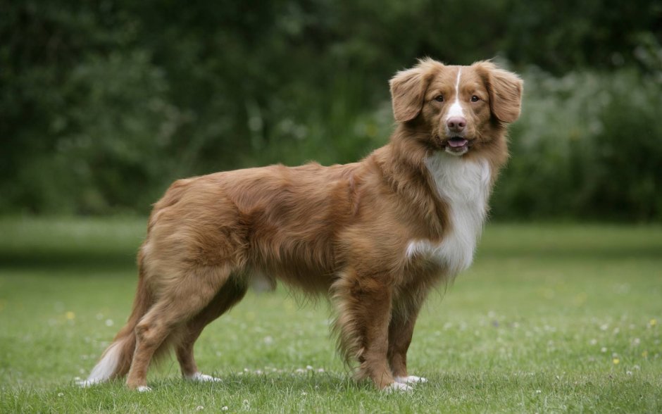 Новозеландский ретривер