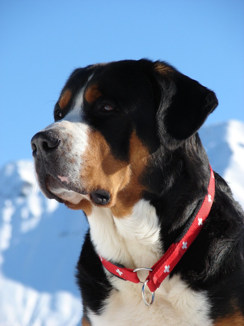 Порода швейцарский зенненхунд