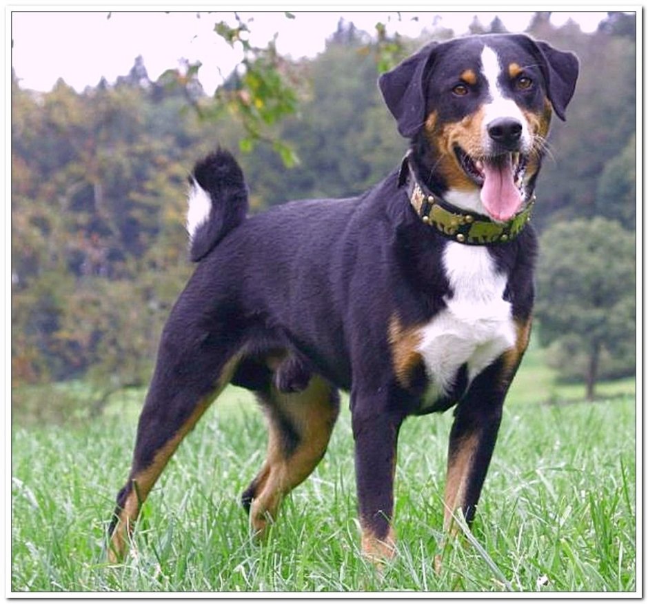 Швейцарский Аппенцеллер зенненхунд