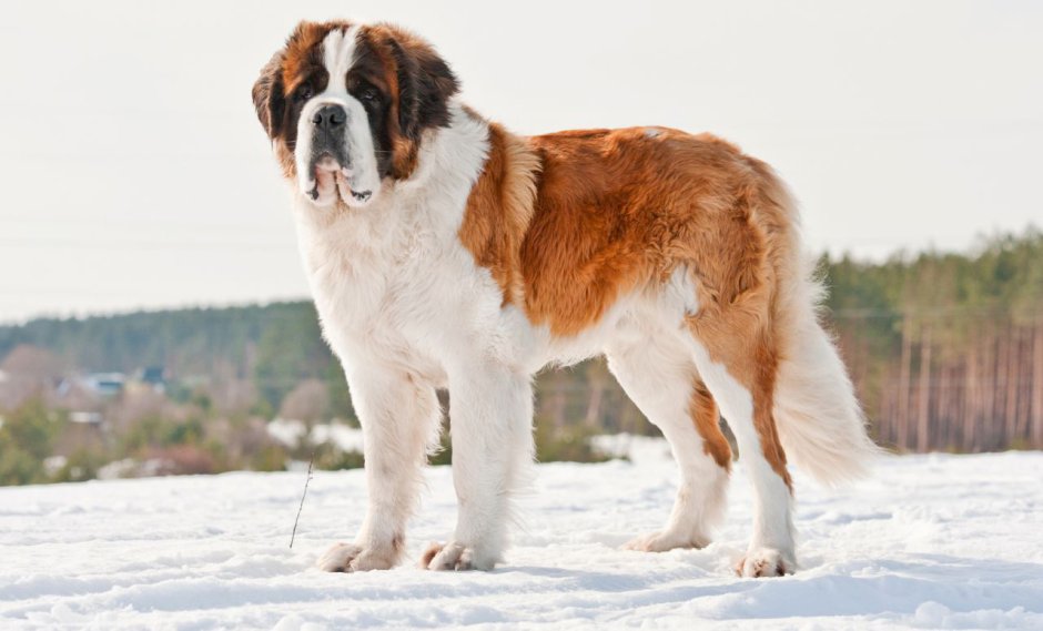 Порода собак Бассет хаунд