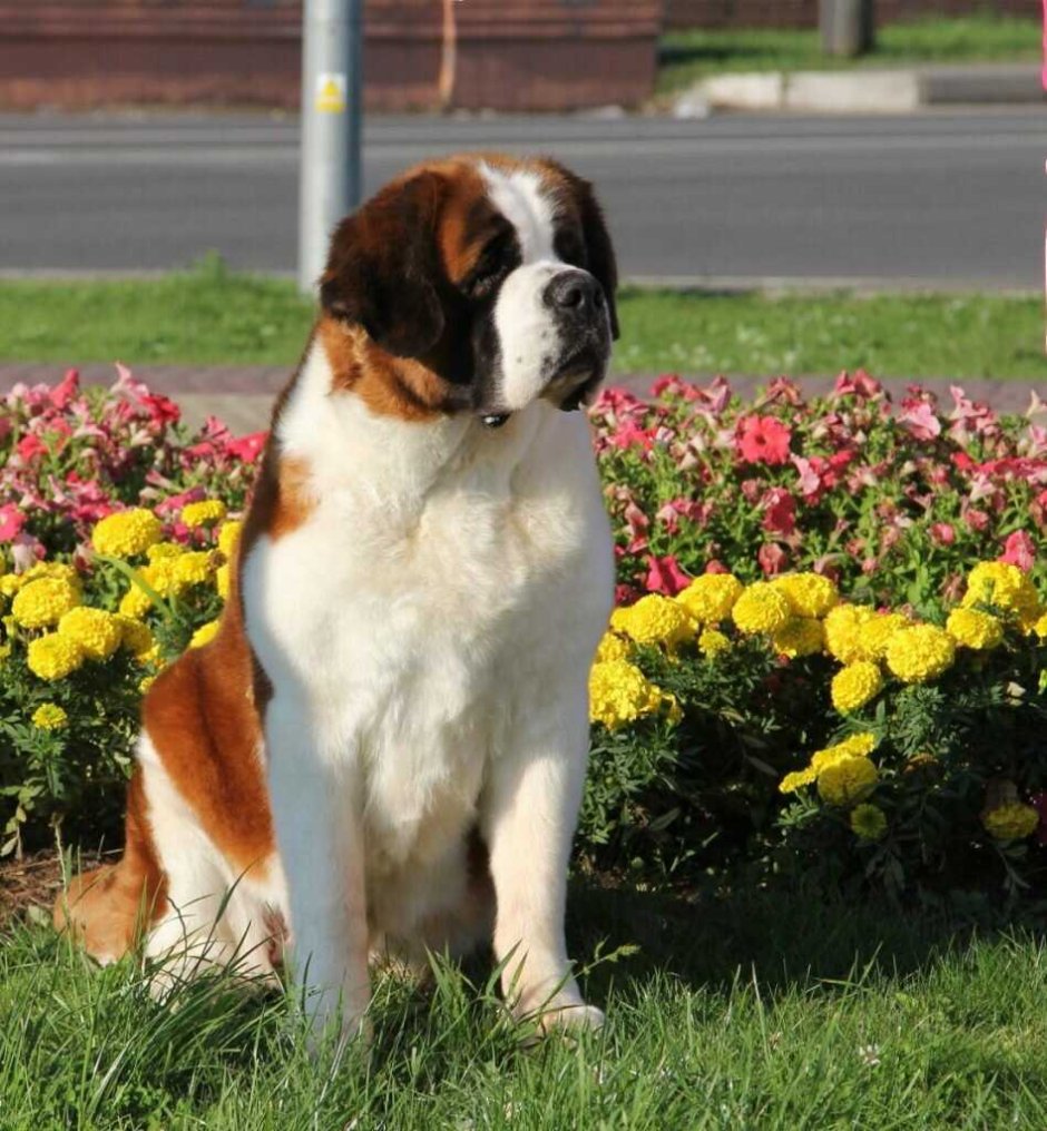 Карликовый Сенбернар