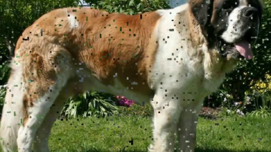 Золотистый ретривер