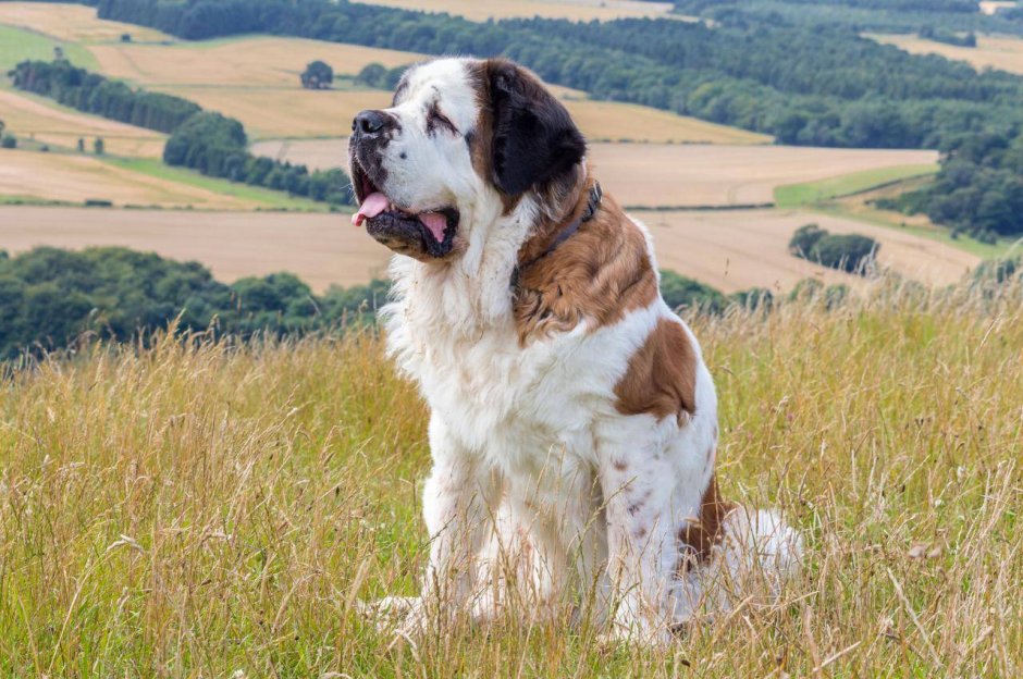 Собака вельш корги пемброк