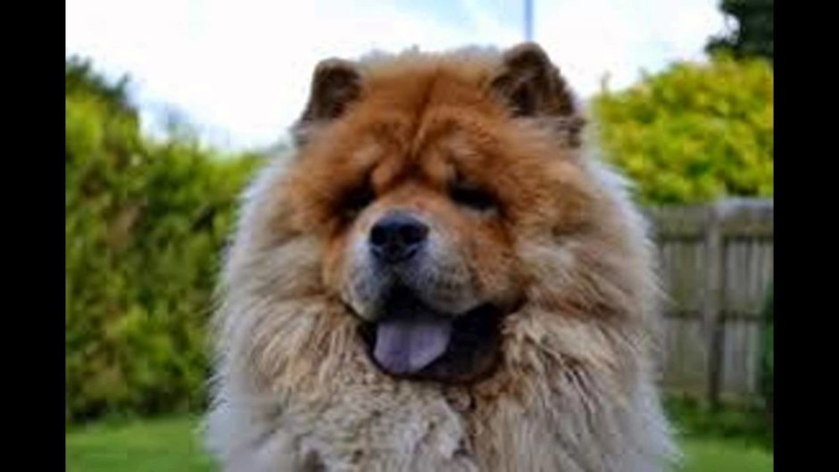 Вестхавент Вайт терьер